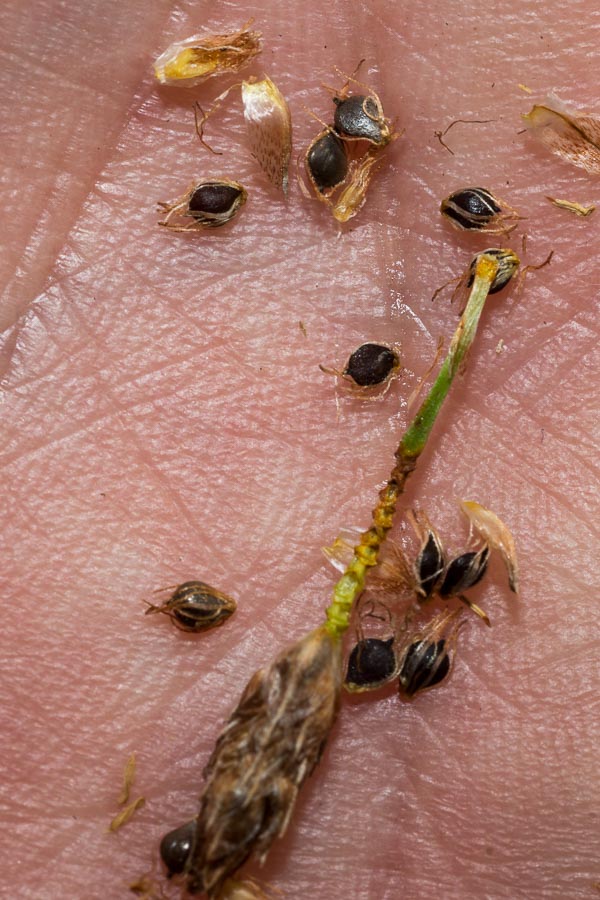 In torrente pedemontano - Schoenoplectus lacustris